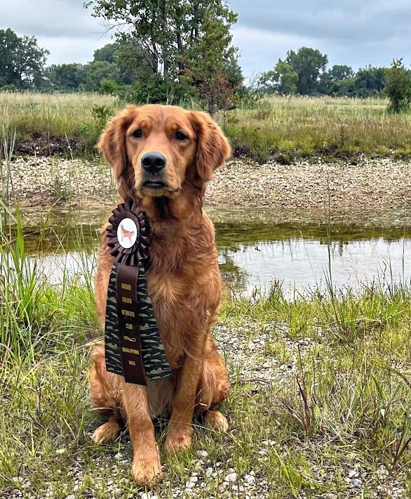 Gold Eagle Retrievers - Golden Retrievers - Wisconsin